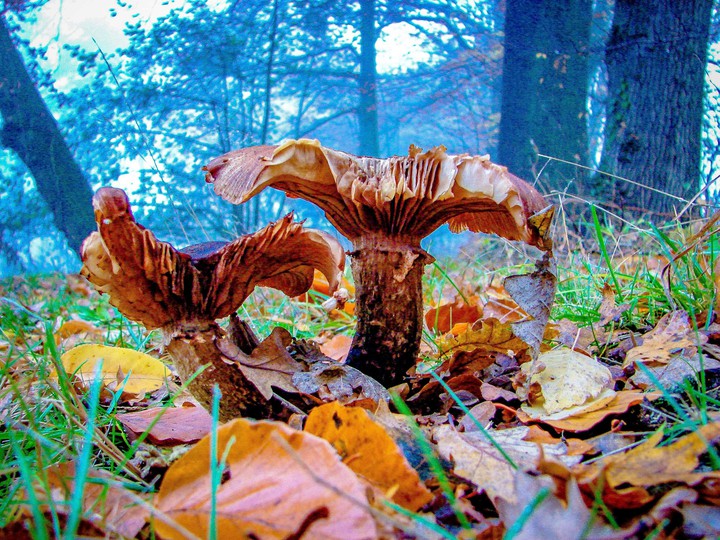 mushroom
