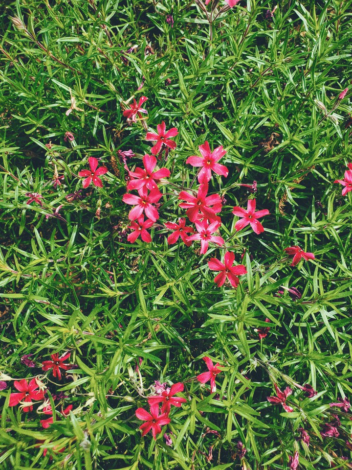 little flowers