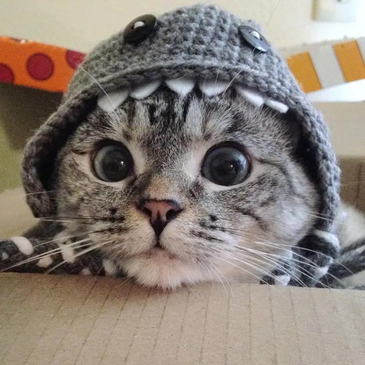 (=^･ｪ･^=)