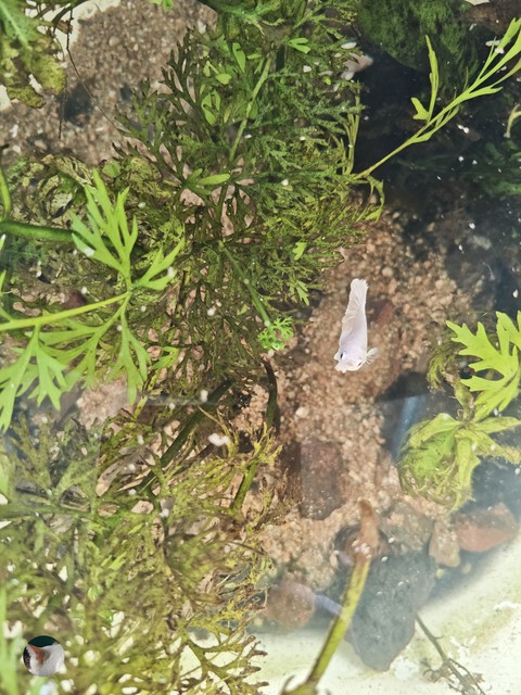 Saw the white fish
