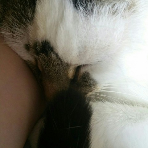 Sleepy Kitty