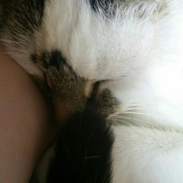 Sleepy Kitty