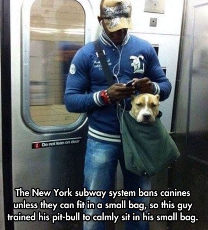 Small Dog?