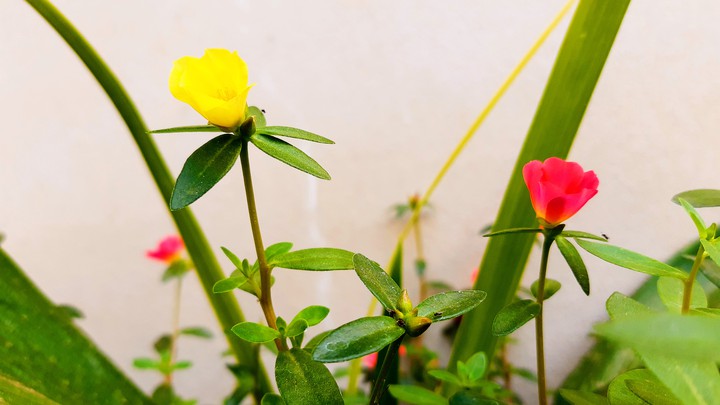 flor