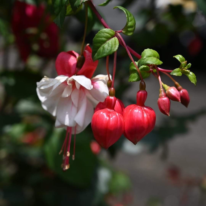 Fuchsia