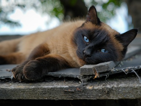 cat