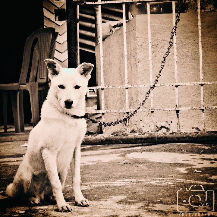 dog