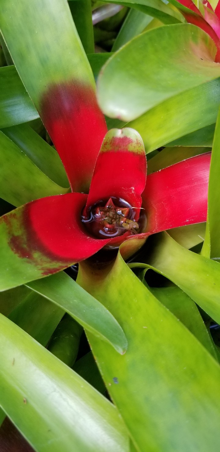 Tropical flower at the Montreal Botanical garden