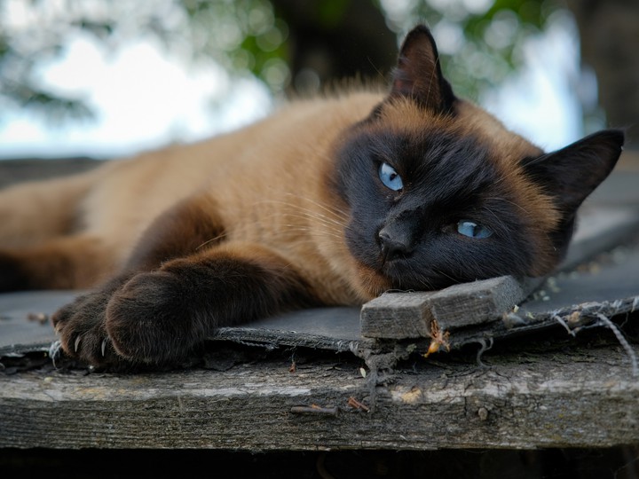 cat