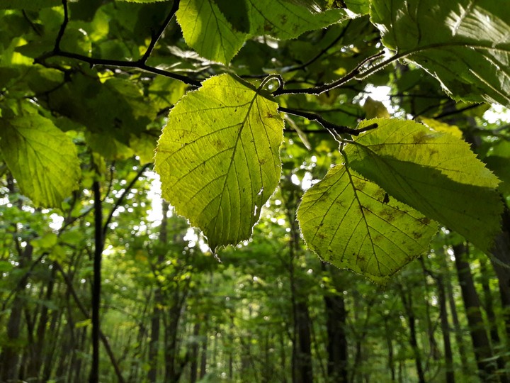 Forest