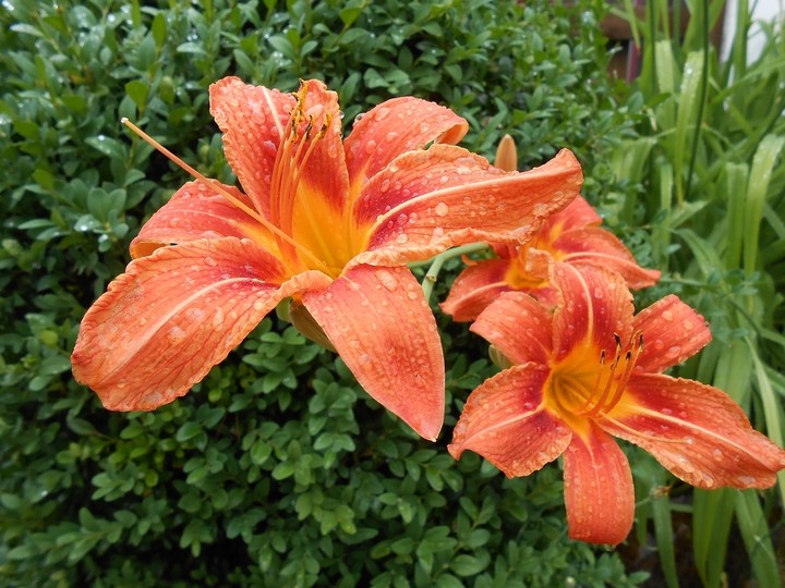 lily