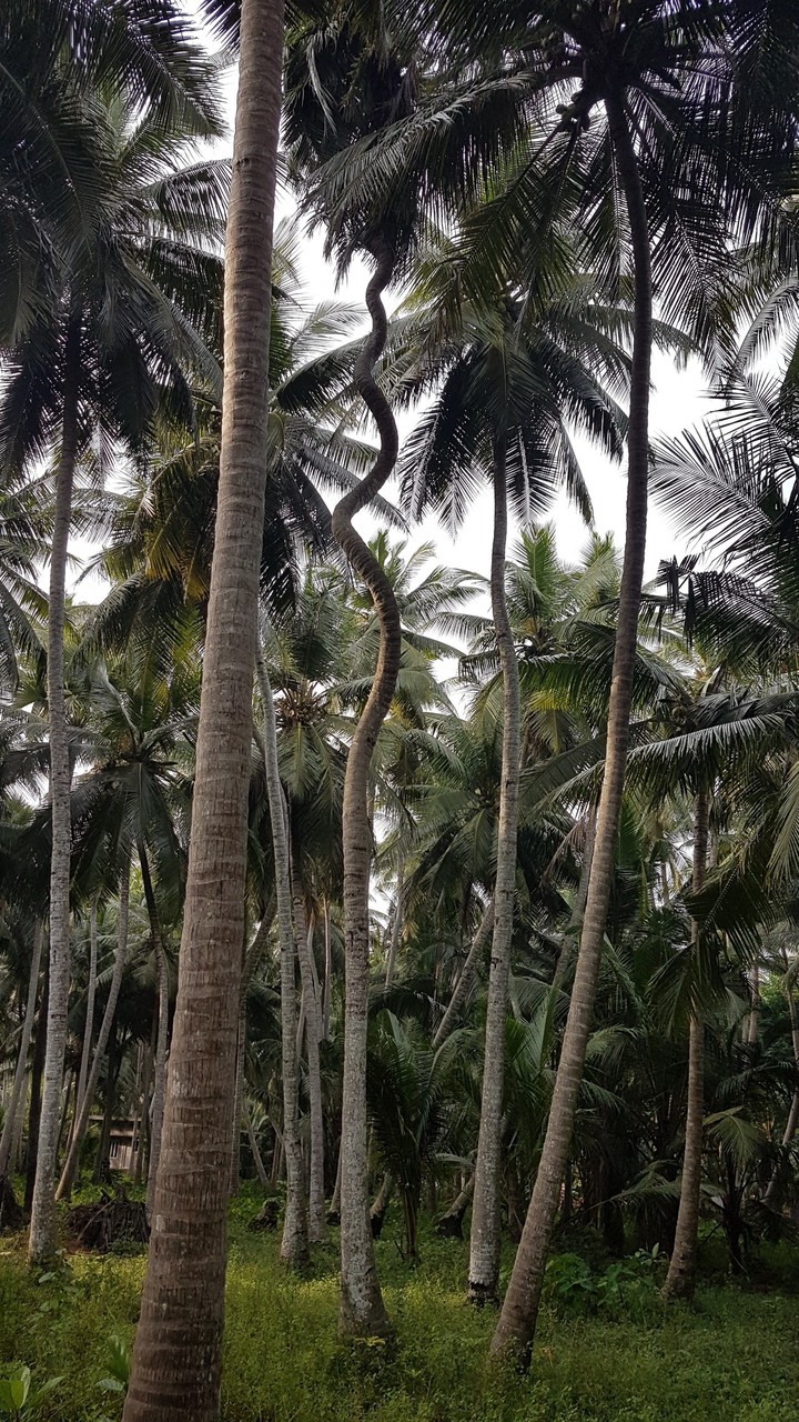 spring coconut tree