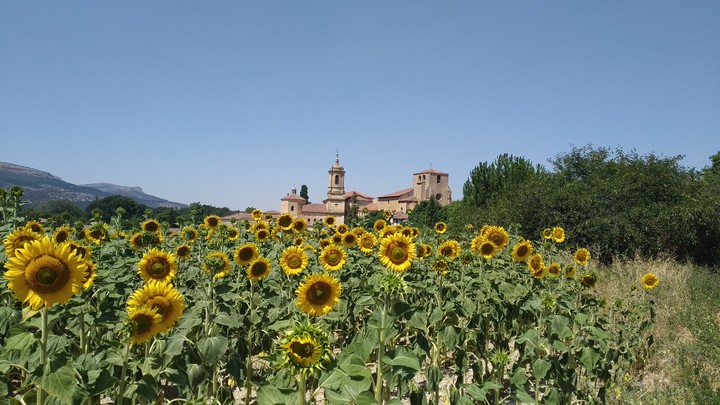 sunflowers