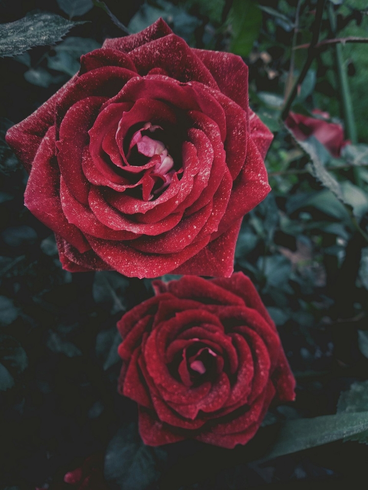 love roses