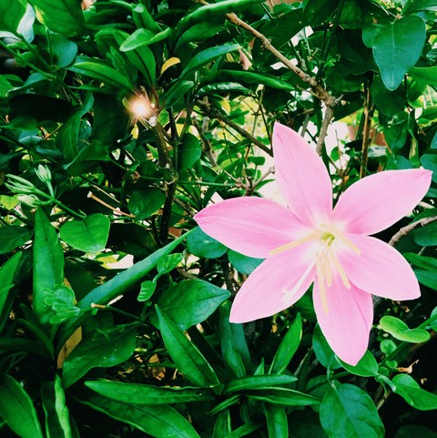 nature
