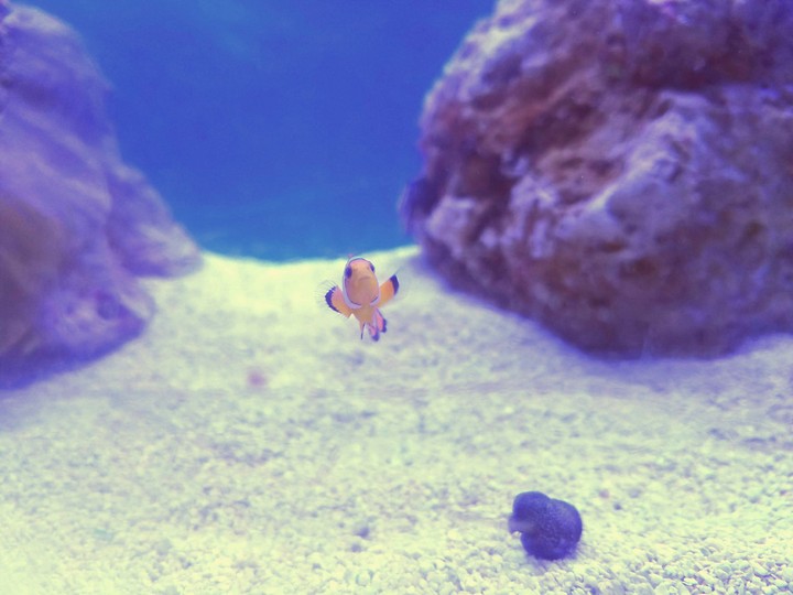 Clownfish