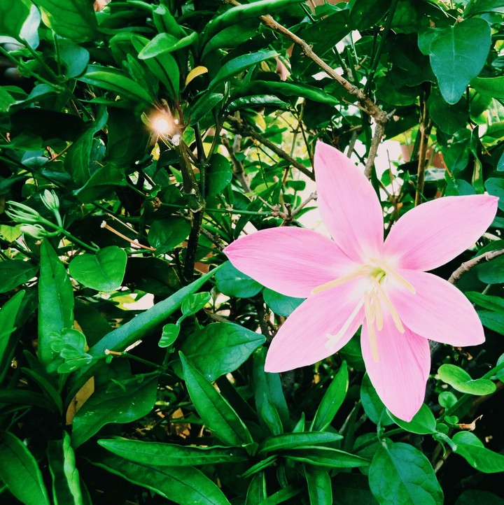 nature