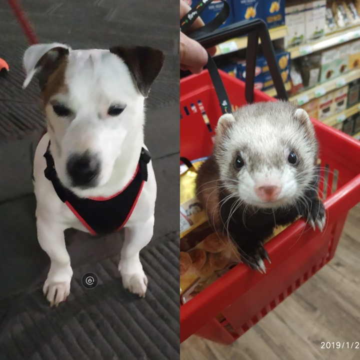 due animali ma saranno animali?