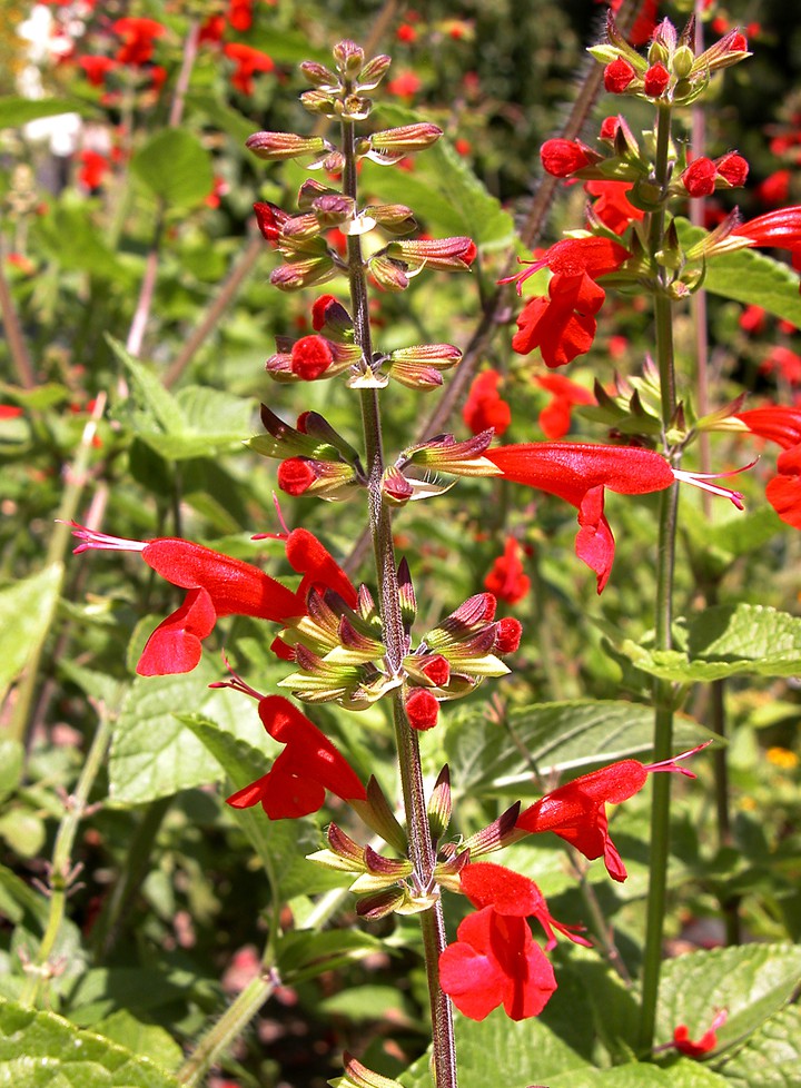 #sage