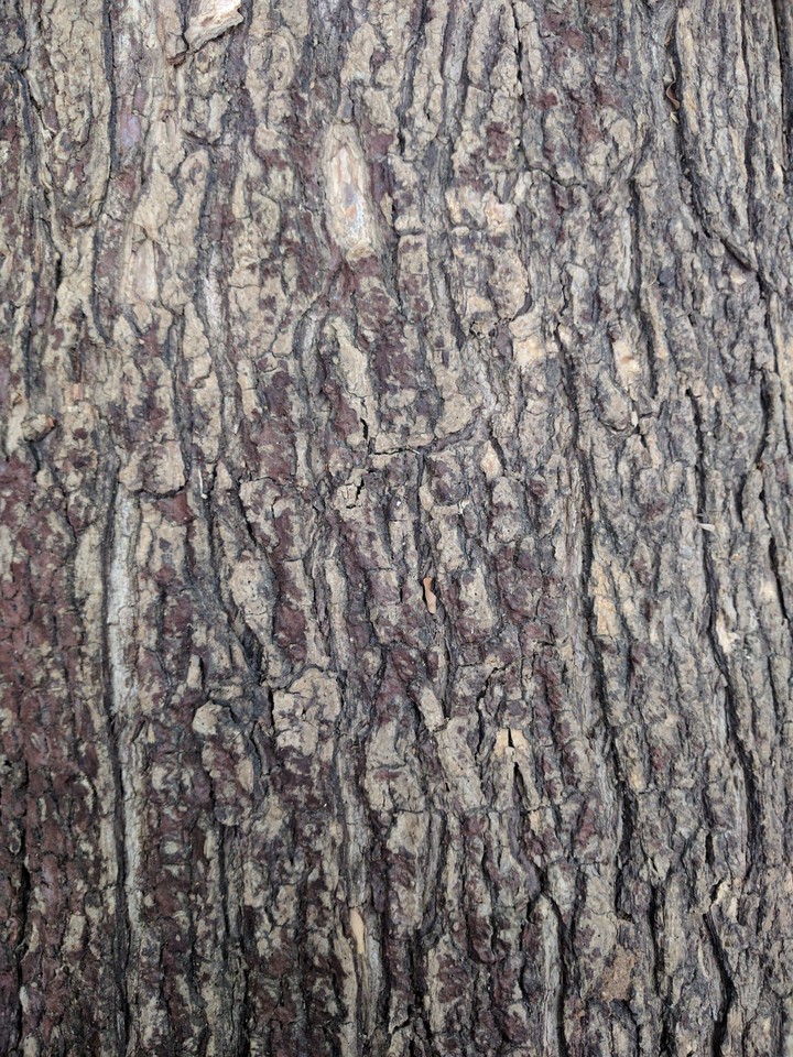wood