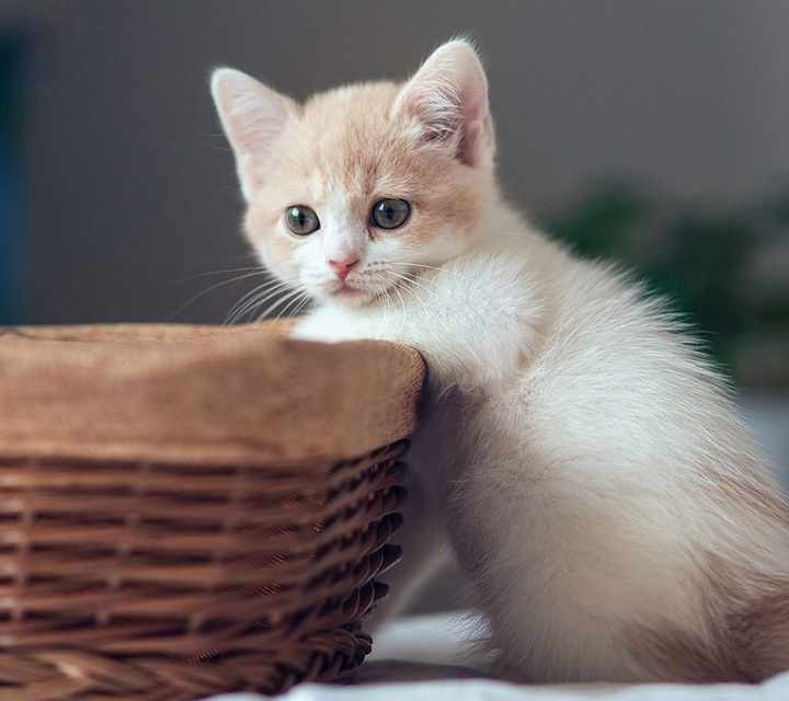 My Kitty. .