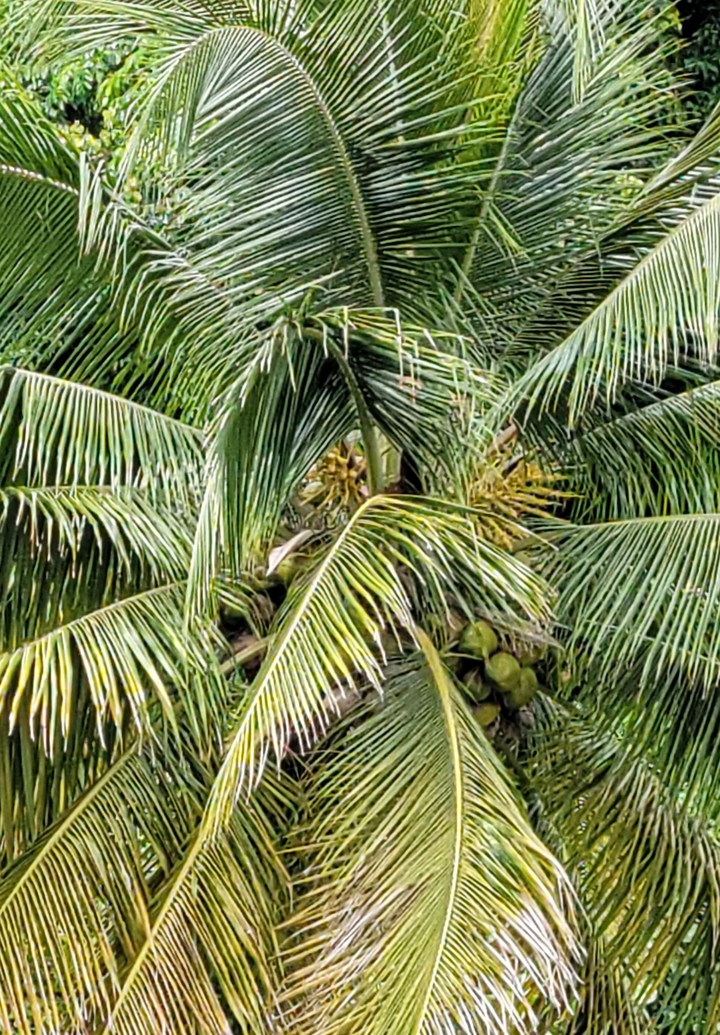 verde verde