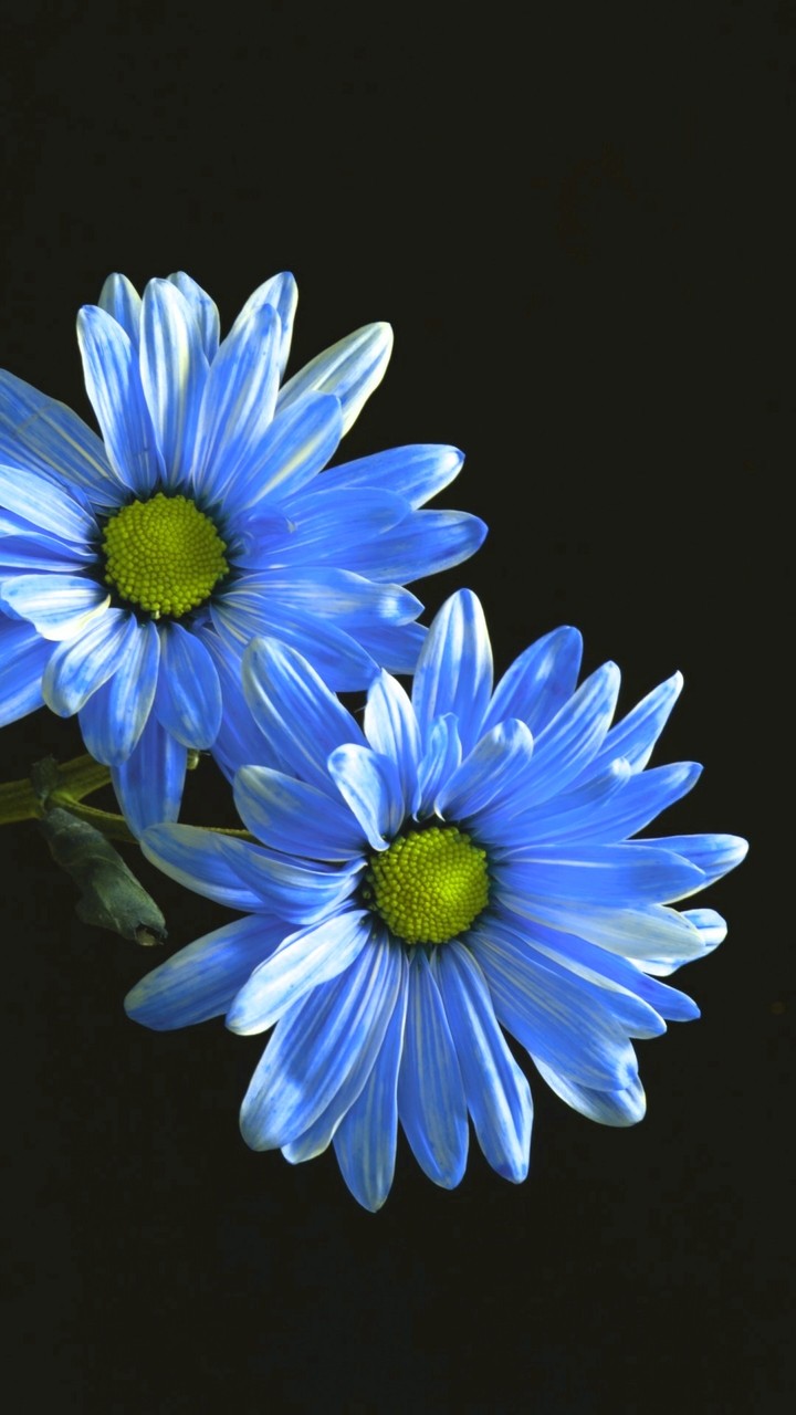 magic of blue