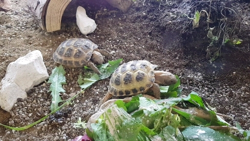 tortoises