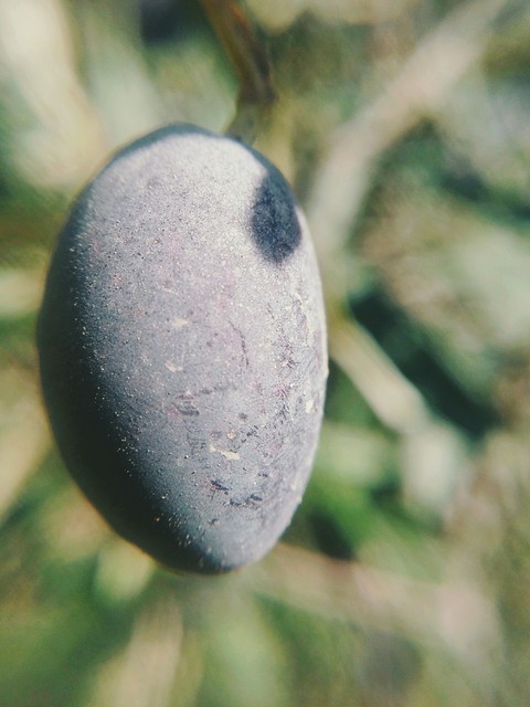 زيتونة