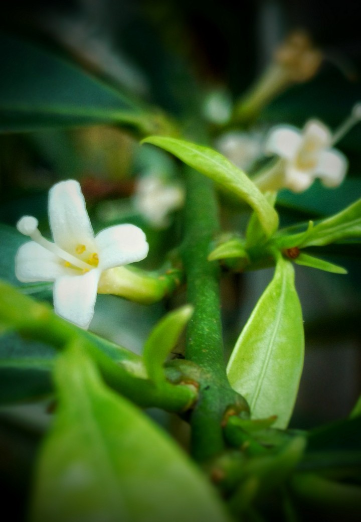 Wildflowers blooming