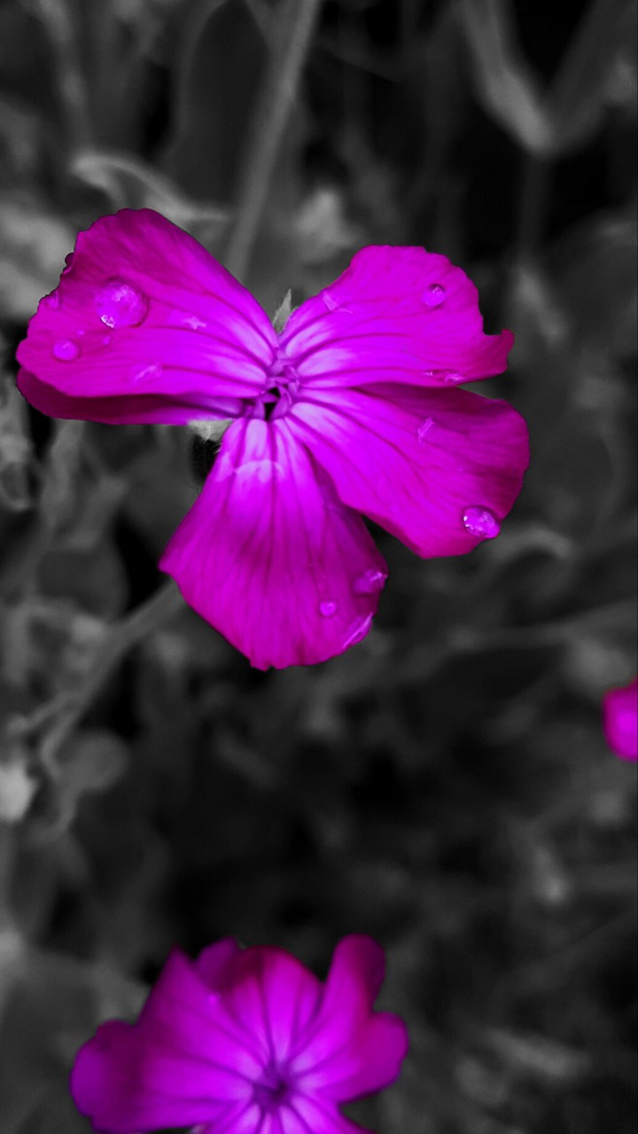 les fleurs noires