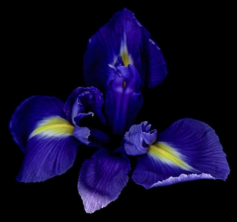 flower, purple桌布