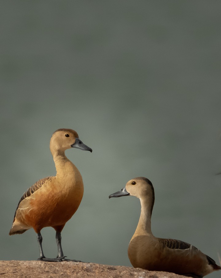 lesser whistling ducks