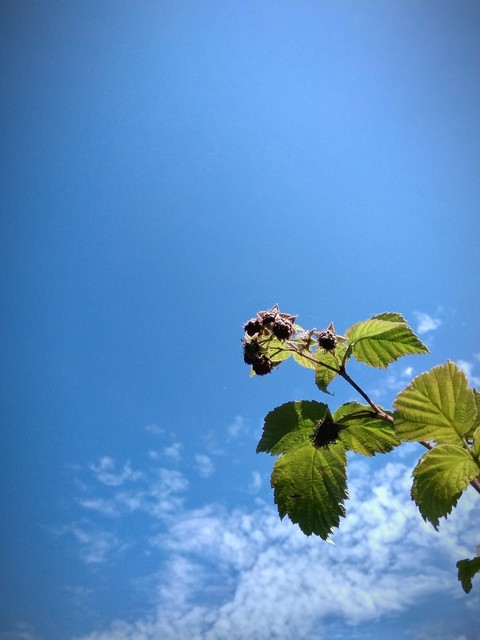 nature