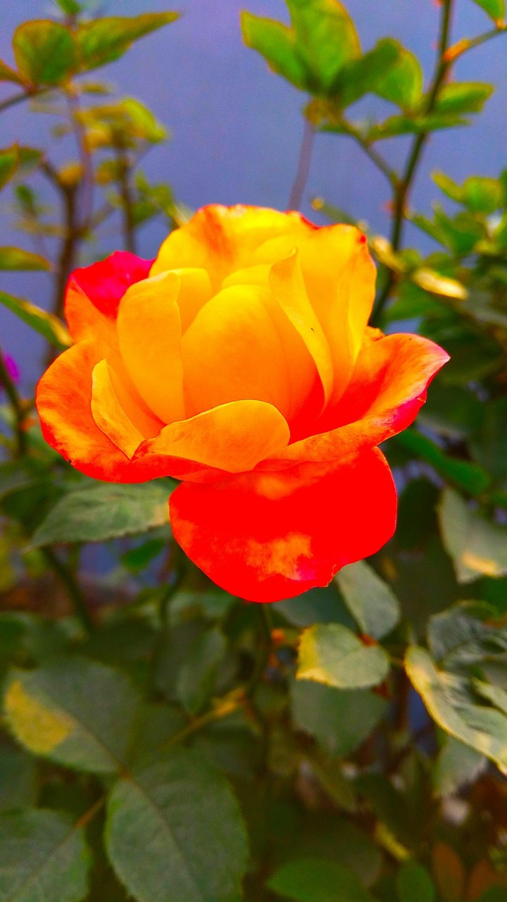 Rose 00