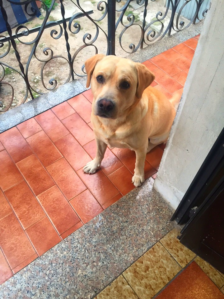 Labrador
