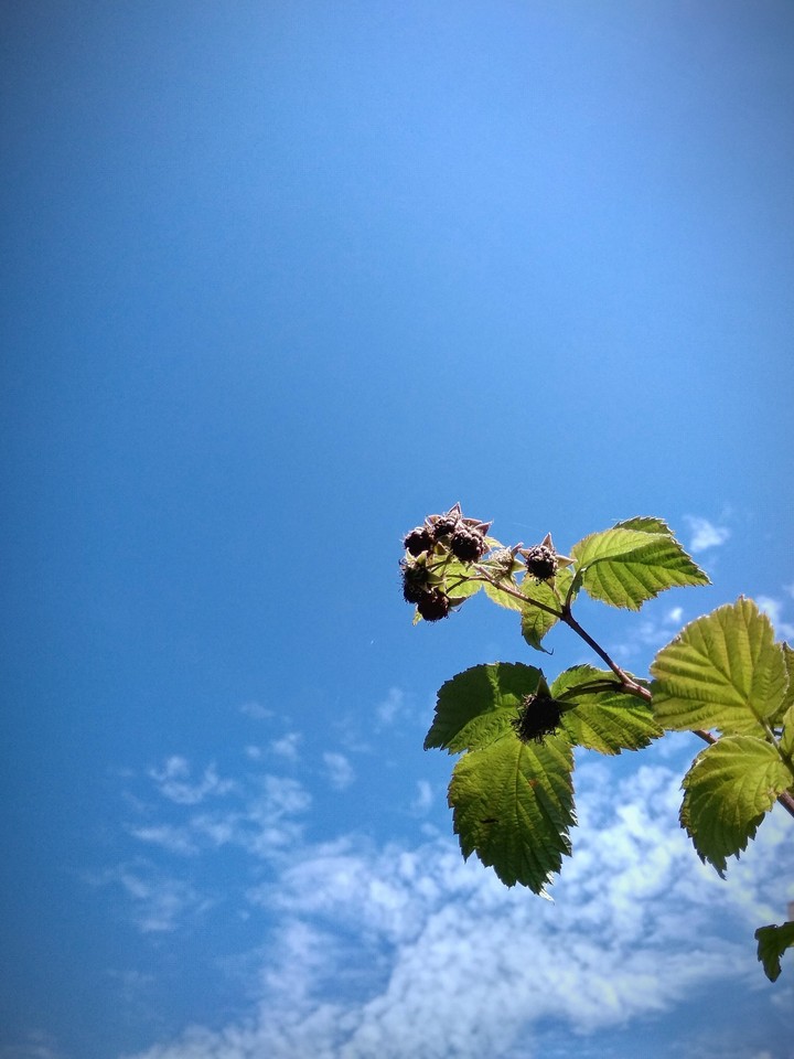 nature