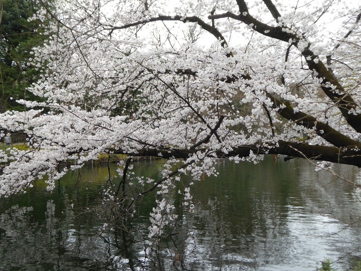 お花見