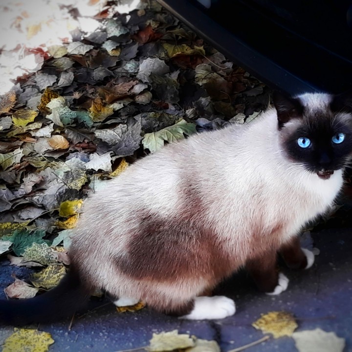 Сиамская Кошка