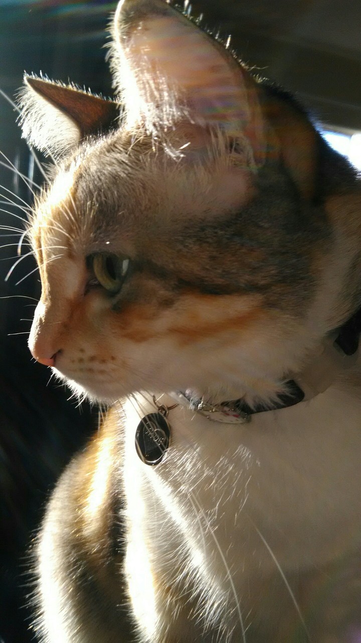 Jade