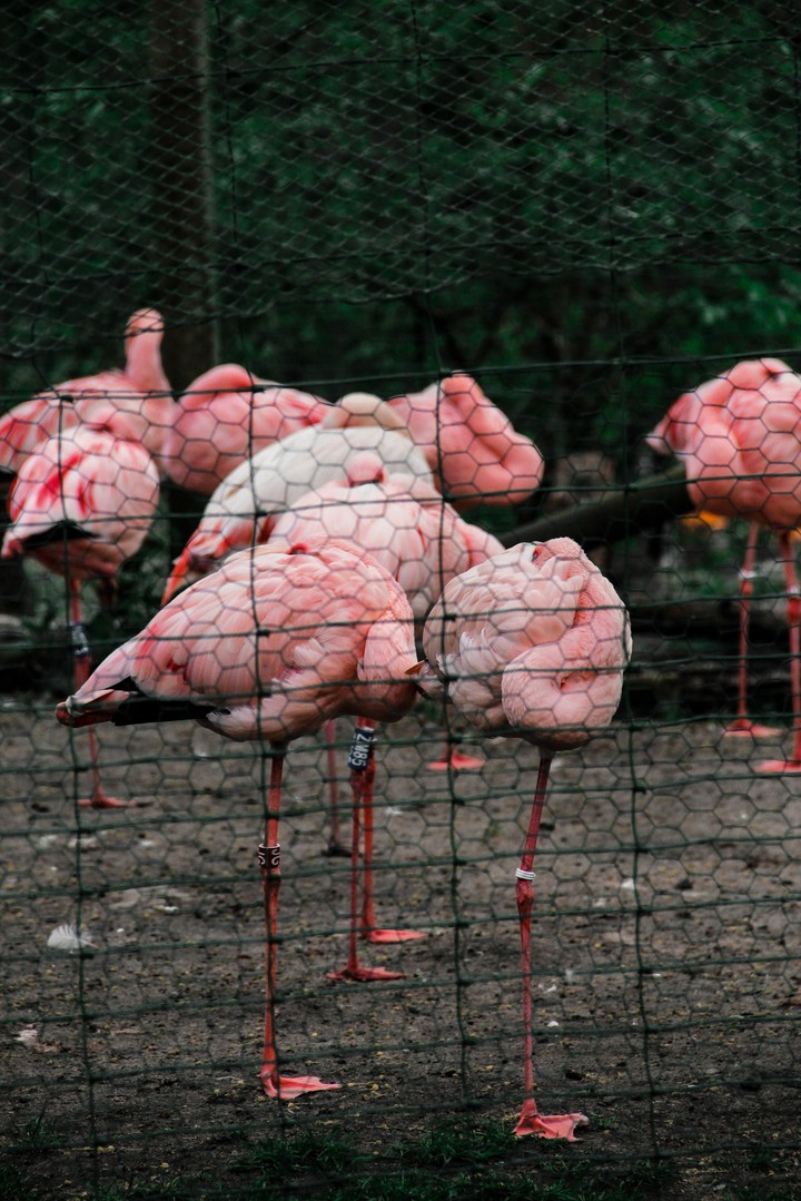 flamingo