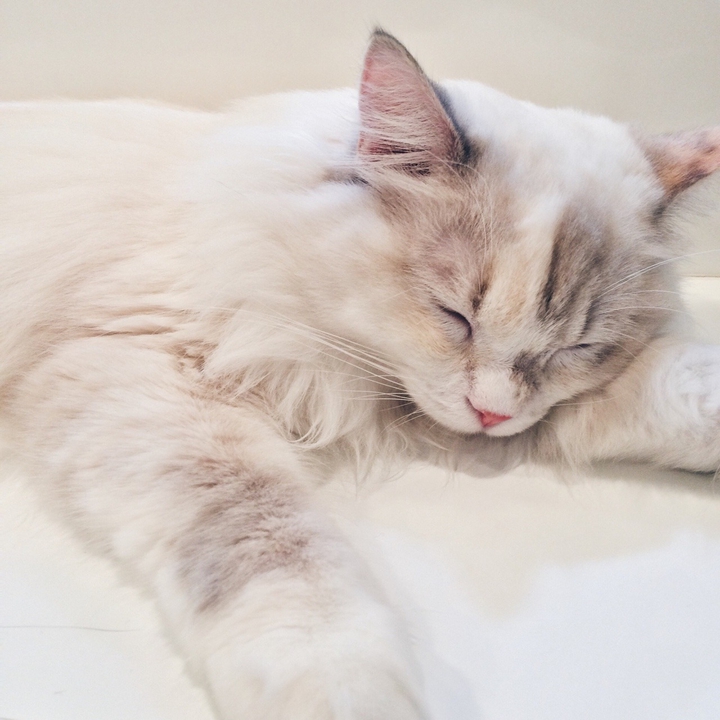 cat