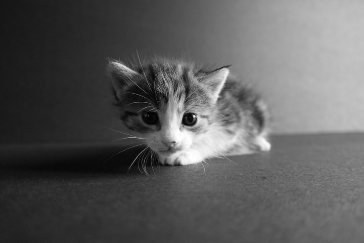 My little friend