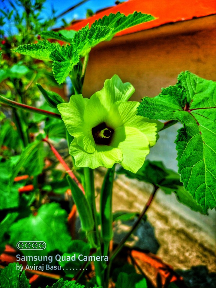 ladies finger blossom ?️