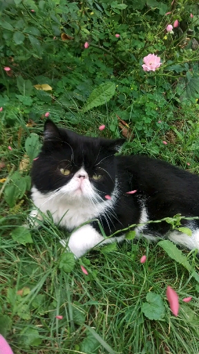 Это мой кот