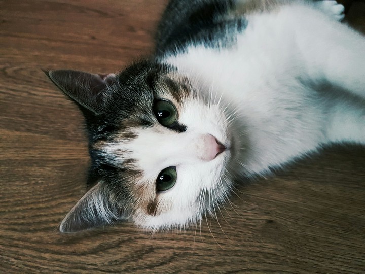 Lovely kitten