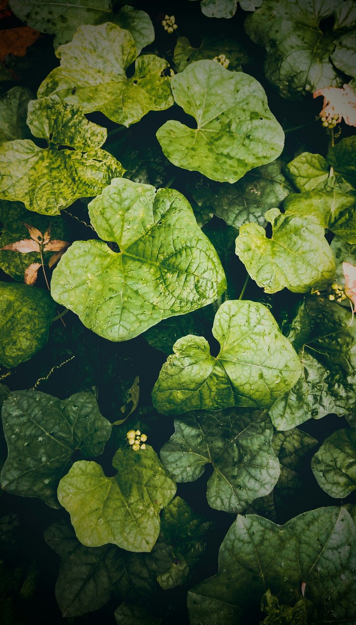 green leaves