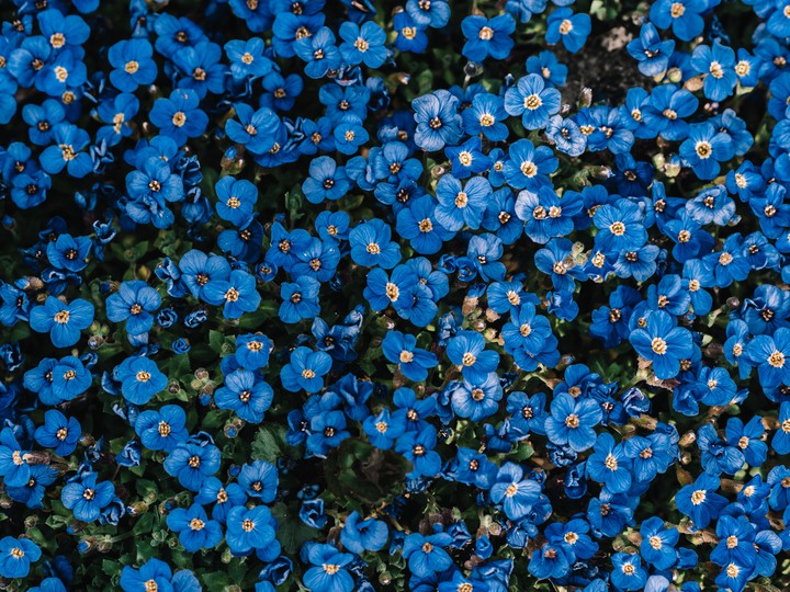 Blue Flowers