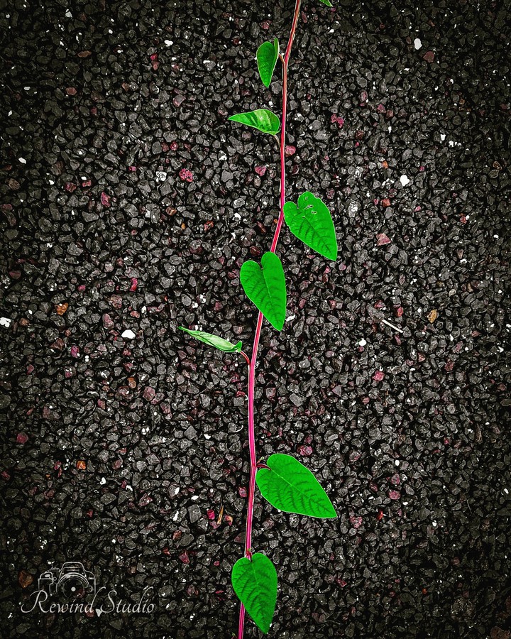 The Plant