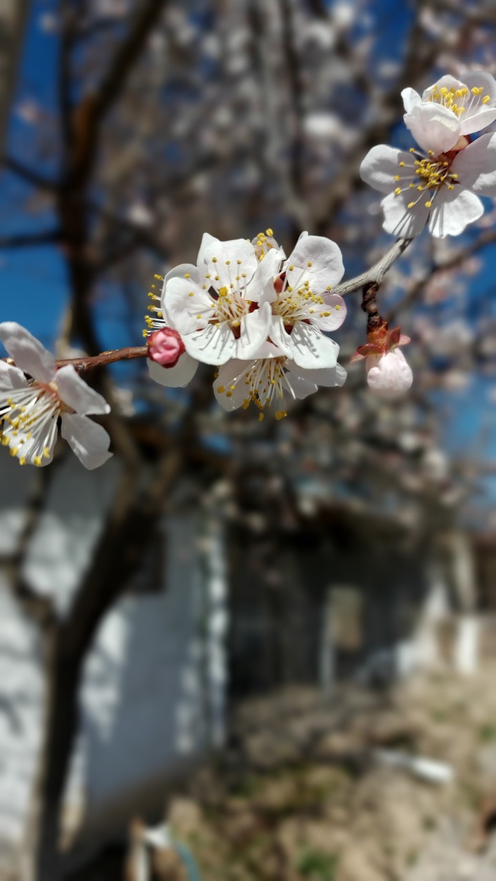 spring